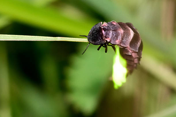 Glow-worm (Lampyris noctiluca) showing light on grass A rather local beetle in the UK.  Females are easily spotted as they emit a strong light to attract males. lampyris noctiluca stock pictures, royalty-free photos & images