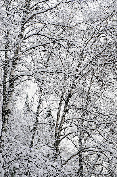 istock Taiga in early winter 501567022