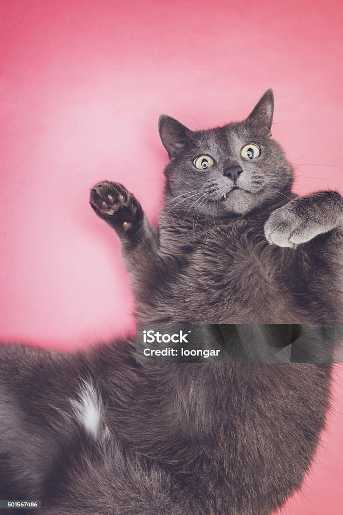 grey funny cat posing grey funny cat posing on the pink background 2015 Stock Photo