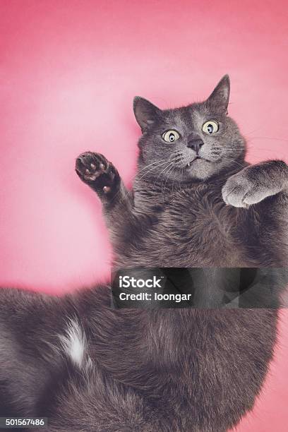 Grey Funny Cat Posing Stock Photo - Download Image Now - 2015, Activity, Animal