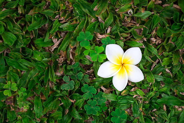 Single Exotic Plumeria Flower On Green Ground Stock Image Stock