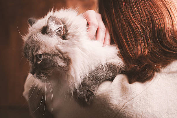 istock Cat on the woman shoulder 501567798