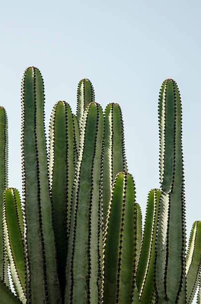 cactus - thorn spiked flower head blossom - fotografias e filmes do acervo