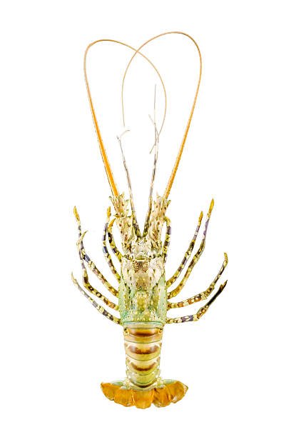 ostnatý humr - humry mořským plodům fotky - stock snímky, obrázky a fotky