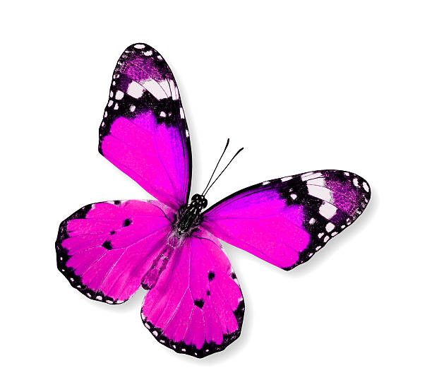 istock Pink Butterfly flying (Plain Tiger) isolated on white background 501568610