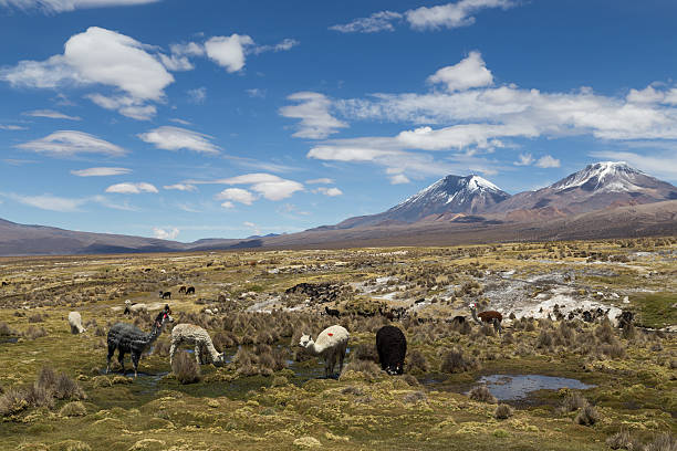 istock Lamas and Alpacas in Sajama National Park 501568616