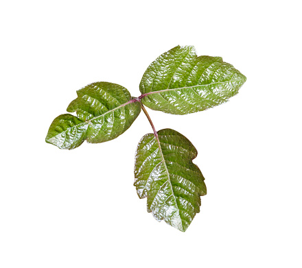 Poison Oak leaves isolated with clipping path.