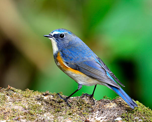 istock Red-flanked bluetail, most beautiful blue bird standing on mossy 501570308