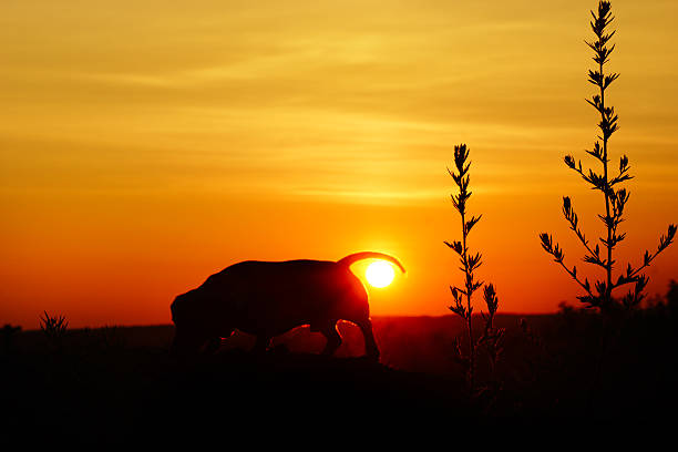 istock Daschund dog (Teckel) looking at orange sunset 501571281