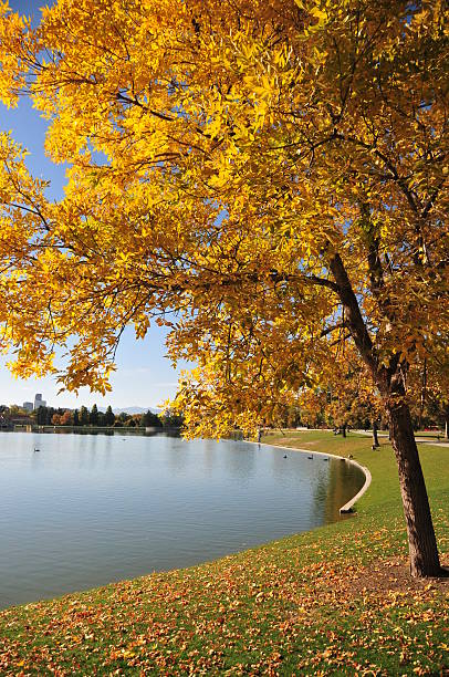 istock Denver, Colorado: City Park - Ferril Lake 501571299