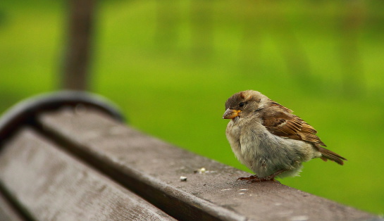 old sparrow on the bench