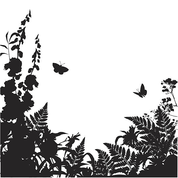 ilustrações de stock, clip art, desenhos animados e ícones de silhueta de fundo flores e plantas aromáticas - fern bracken growth leaf
