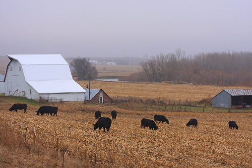 istock Cattle Graze Cornstalks by an Iowa Barn 501571568