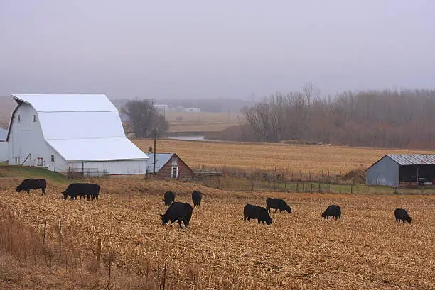 These Angus cattle are foraging in cornstalks in this field in western Iowa. 