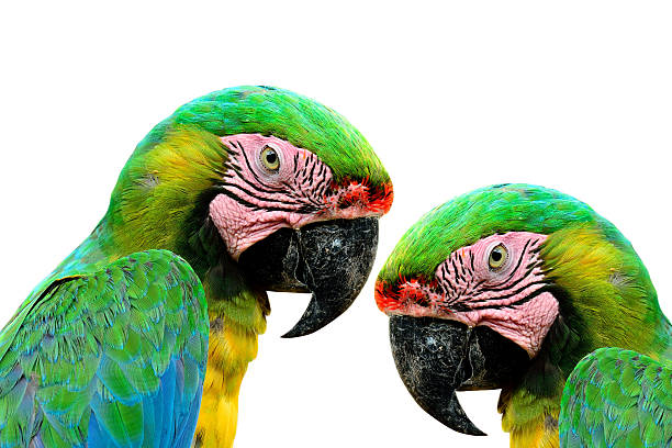 istock Great Green Macaw birds (Ara ambiguus) or Buffon's Macaw 501572730