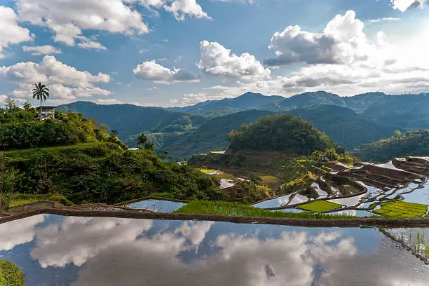 rice-terraces near Poitan-village with reflections of the clouds in the ricefields