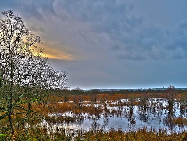 istock Cors Carnon Nature Reserve - The Tregaron Bog! 501573228
