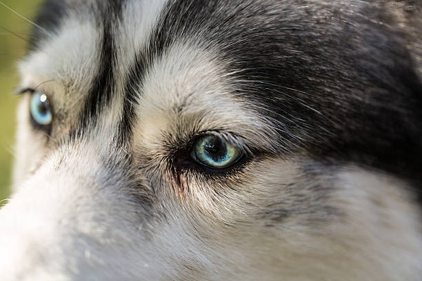 istock Close up on blue eyes of a husky 501573476