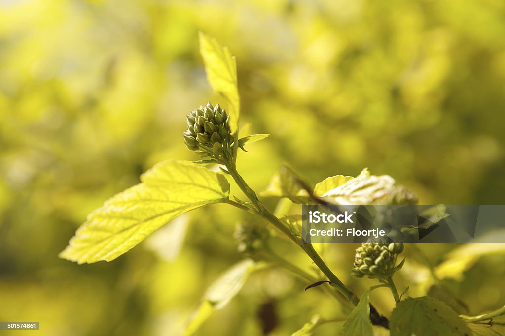 Nature: Leafs More Photos like this here... Backgrounds Stock Photo