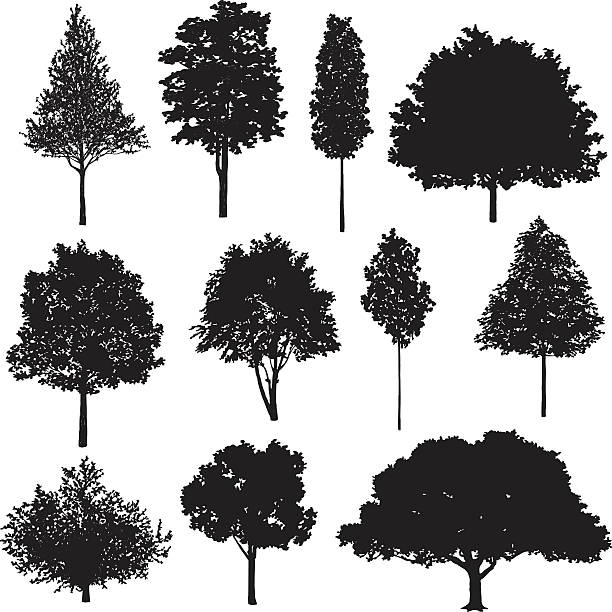 illustrazioni stock, clip art, cartoni animati e icone di tendenza di set di albero disegni - tree crown