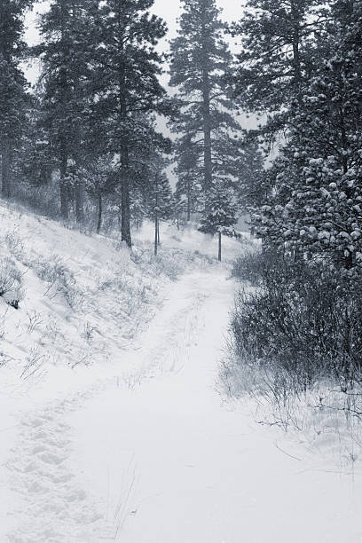 istock Snowstorm in the Pike National Forest 501574930