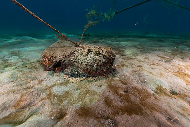 istock Stonefish (synanceia verrucosa) in the Red Sea. 501574933