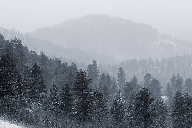 istock Snowstorm in the Pike National Forest 501575488