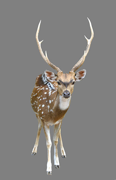 istock male axis deer or chital 501575619
