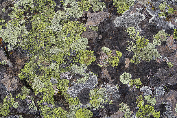 istock Texture of moss and lichen 501575644