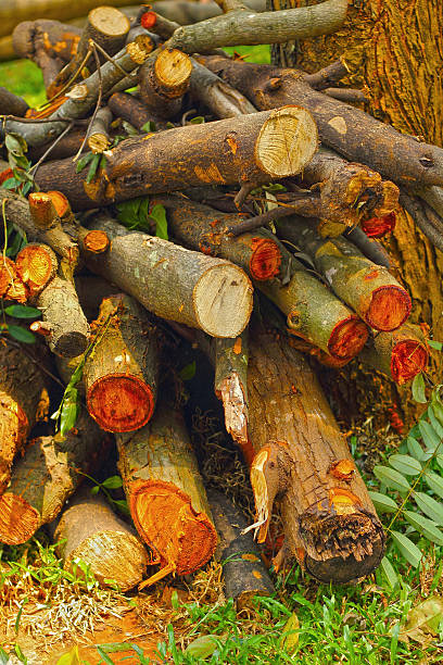 istock Pile of pine wood background texture 501575917