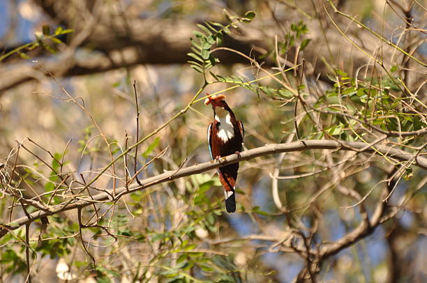 istock White-Throated Kingfisher 501576618