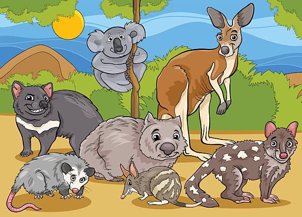 ilustrações, clipart, desenhos animados e ícones de marsupiais animais ilustração cartoon - bilby