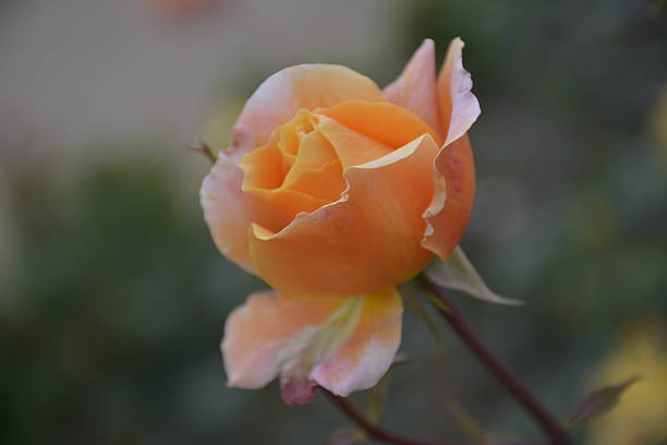 istock Roses in Santiago, Chile 501576920