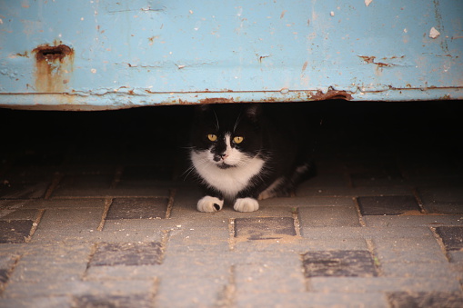 Cute feral cat hides under a blue container.
