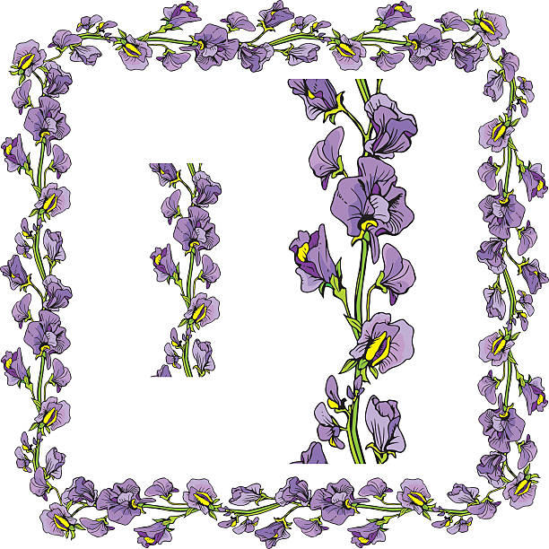 ilustraciones, imágenes clip art, dibujos animados e iconos de stock de ornamentos-handdrawn decorativos de la frontera floral con flores de guisante dulce - flower sweetpea pattern seamless