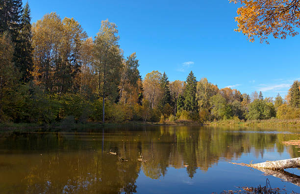 istock Autumn sunny landscape 501579696