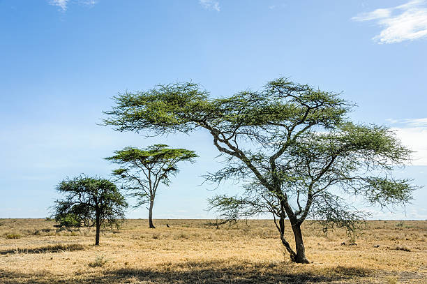 istock Serengeti surreal landscape 501580062
