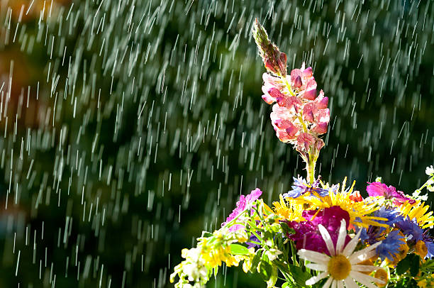 istock colorful meadow flowers in a bouquet in rain 501580196