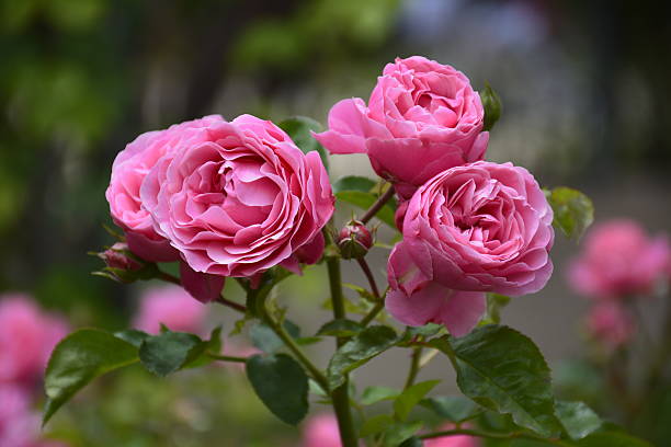 Roses in Santiago, Chile