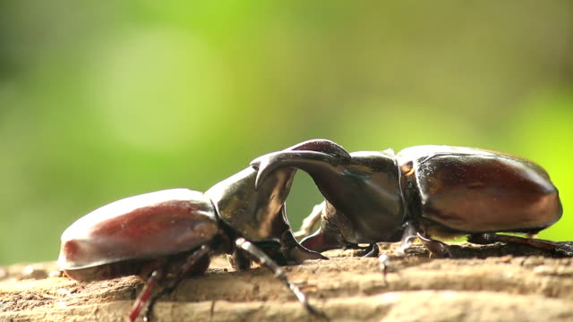 Rhino beetle,Fighting in nature