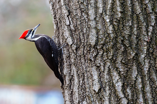 Juvenile woodpecker searching for bugs to eat on an old rotting tree trunk