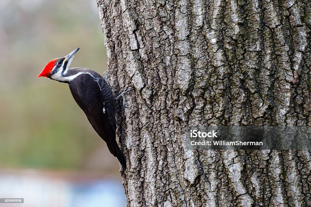 Female Pileated Woodpecker (Dryocopus pileatus) Resting On Tree A female Pileated Woodpecker (Dryocopus pileatus) resting on the side of an oak tree.  The Pileated Woodpecker is the largest of the woodpeckers found in the United States, almost the same size as an American Crow. Woodpecker Stock Photo