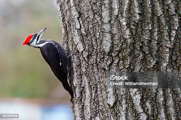Female Pileated Woodpecker Resting On Tree Stock Photo - Download Image Now