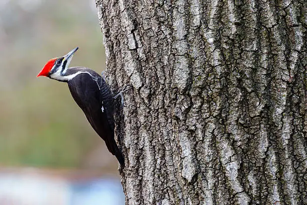 A female Pileated Woodpecker (Dryocopus pileatus) resting on the side of an oak tree.  The Pileated Woodpecker is the largest of the woodpeckers found in the United States, almost the same size as an American Crow.