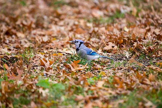 アオカケス（cyanocitta cristata ) - film feeder ストックフォトと画像