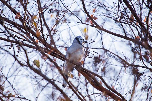 アオカケス（cyanocitta cristata ) - film feeder ストックフォトと画像