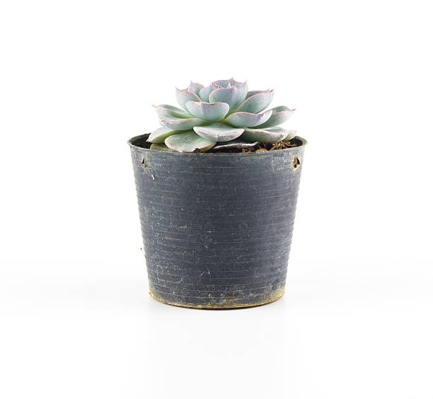 istock Succulent plant in plant pot isolated white background 501592982