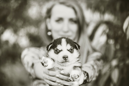 Little prety husky puppy outdoor in womans hands