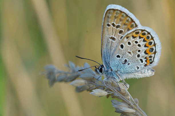 istock Common Blue (Polyommatus icarus) butterfly on a wild flower 501594264