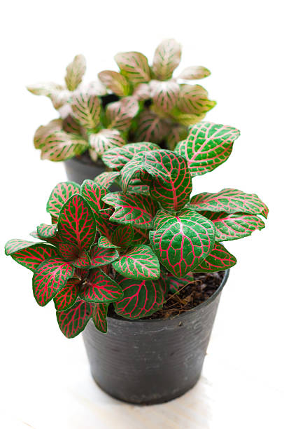 istock Fittonia white background. Scientific name- Fittonia verschaffel 501594798